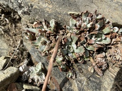 Sedum oblanceolatum