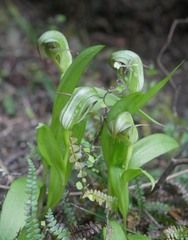 Pterostylis areolata
