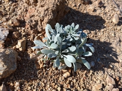 Crossostephium chinense