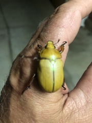 Anoplognathus montanus