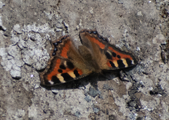 Aglais caschmirensis