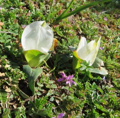 Colchicum capense ciliolatum