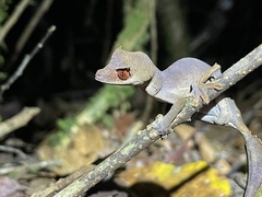 Uroplatus phantasticus