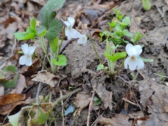 Viola alba dehnhardtii
