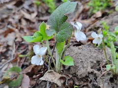 Viola alba dehnhardtii