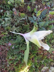 Colchicum capense ciliolatum