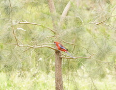 Platycercus elegans elegans