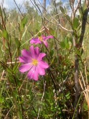 Sabatia decandra