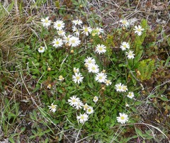 Brachyscome sinclairii