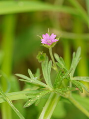 Geranium dissectum