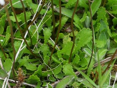 Brachyscome sinclairii