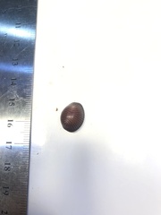 Littorinimorpha