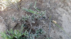 Trichodiadema orientale