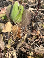 Ampittia dioscorides