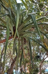 Pandanus tectorius