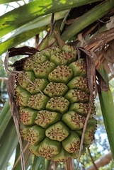 Pandanus tectorius