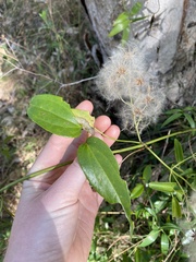Clematis glycinoides