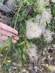 Clematis glycinoides