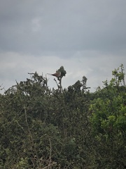 Centropus superciliosus