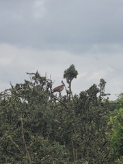 Centropus superciliosus