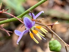 Dianella longifolia longifolia