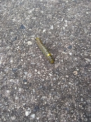 Anisota virginiensis