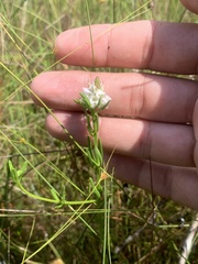 Polygala cruciata