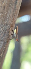 Neriidae