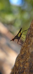 Neriidae