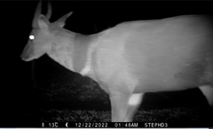 Tragelaphus sylvaticus