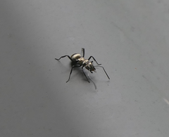 Polyrhachis cupreata
