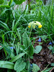 Primula veris macrocalyx