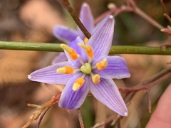 Dianella longifolia longifolia