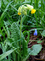 Primula veris macrocalyx