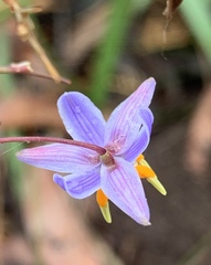 Dianella longifolia longifolia