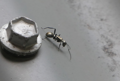 Polyrhachis cupreata