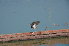 Rostratula benghalensis