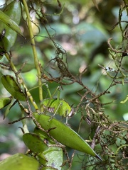 Ozphyllum naskreckii