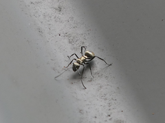 Polyrhachis cupreata