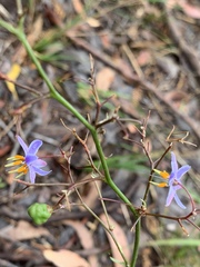 Dianella longifolia longifolia