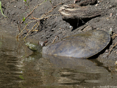 Apalone spinifera spinifera