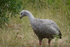 Cereopsis novaehollandiae