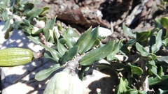 Fockea edulis