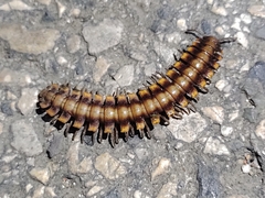 Nyssodesmus python