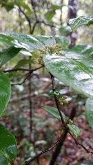 Psorospermum chionanthifolium image