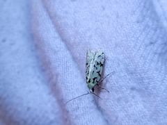 Izatha peroneanella