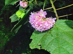 Dombeya wallichii