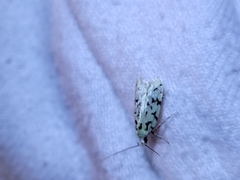 Izatha peroneanella
