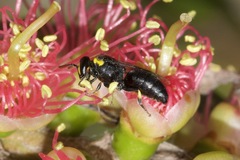 Hylaeus bituberculatus