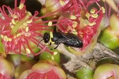 Hylaeus bituberculatus